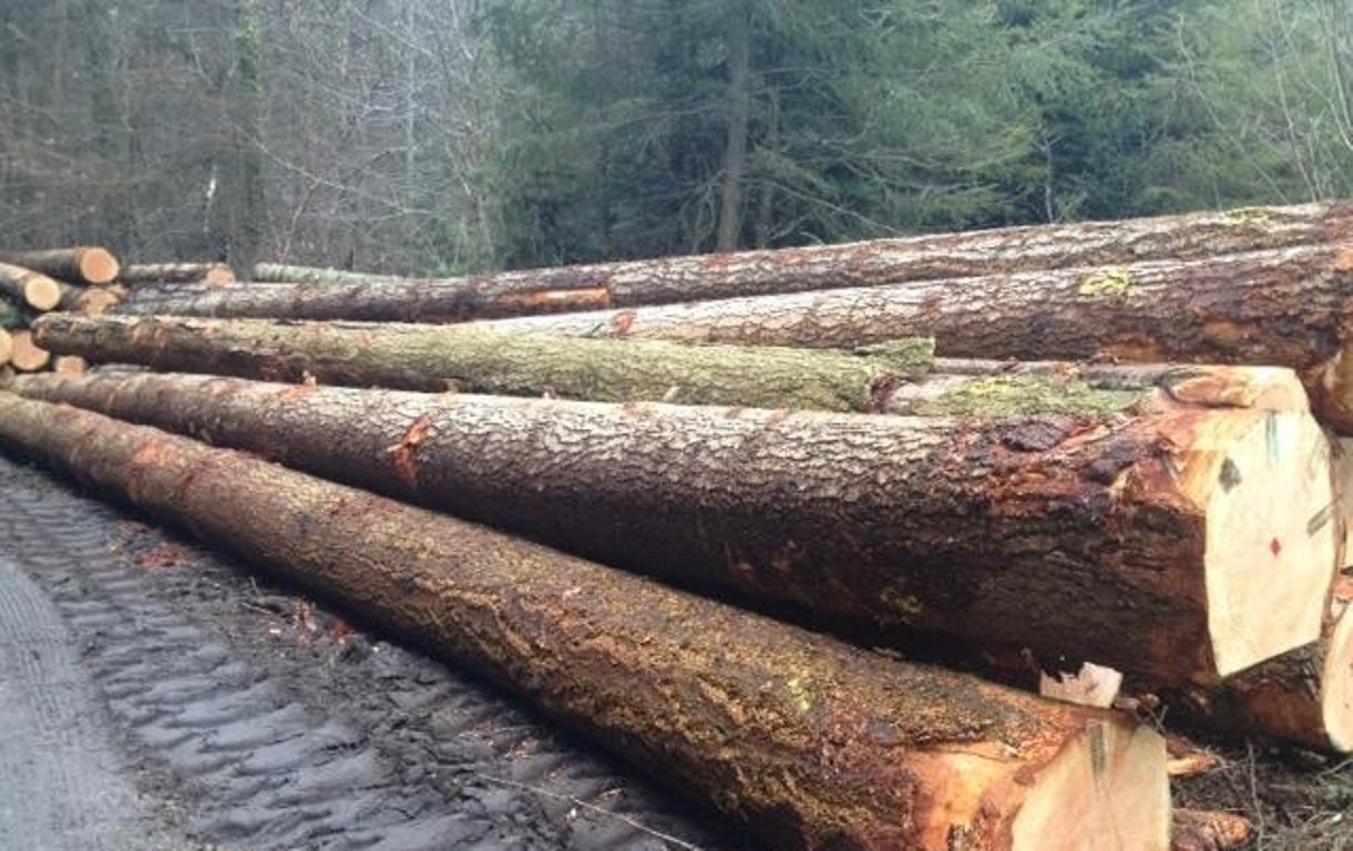 Fir Logs 4ss