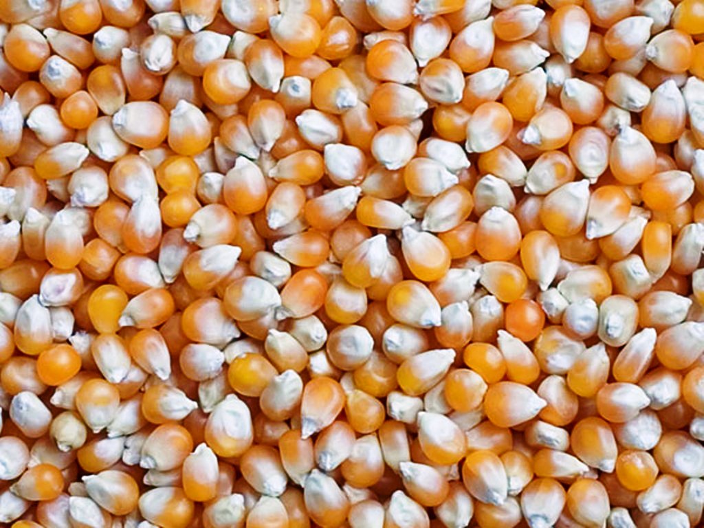 maize maize